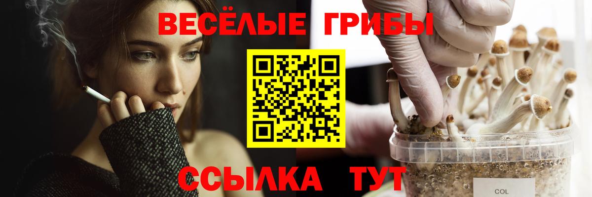 Псилоцибиновые грибы мицелий  Вход с VPN  Тулун 